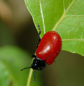 Mandelinka topolová