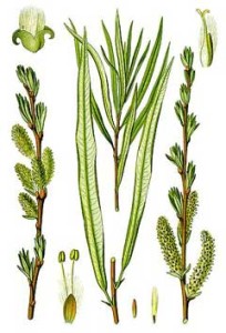 SalixViminalis