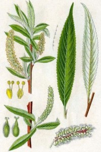 Salix_alba 2