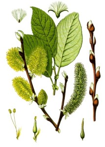 Salix_caprea