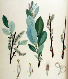 Salix_daphnoides