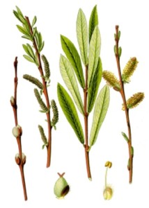 Salix_purpurea 1