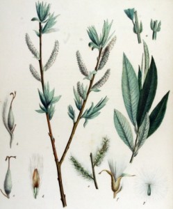 Salix_smithiana 1